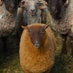 Sheep_Detectives-Header