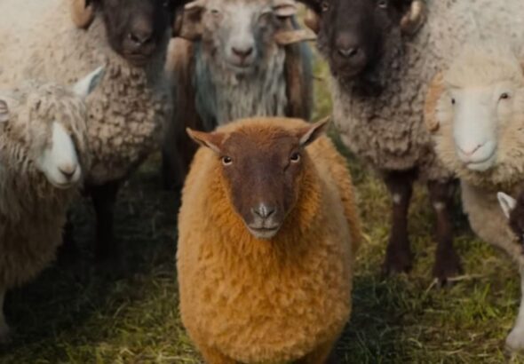 Sheep_Detectives-Header